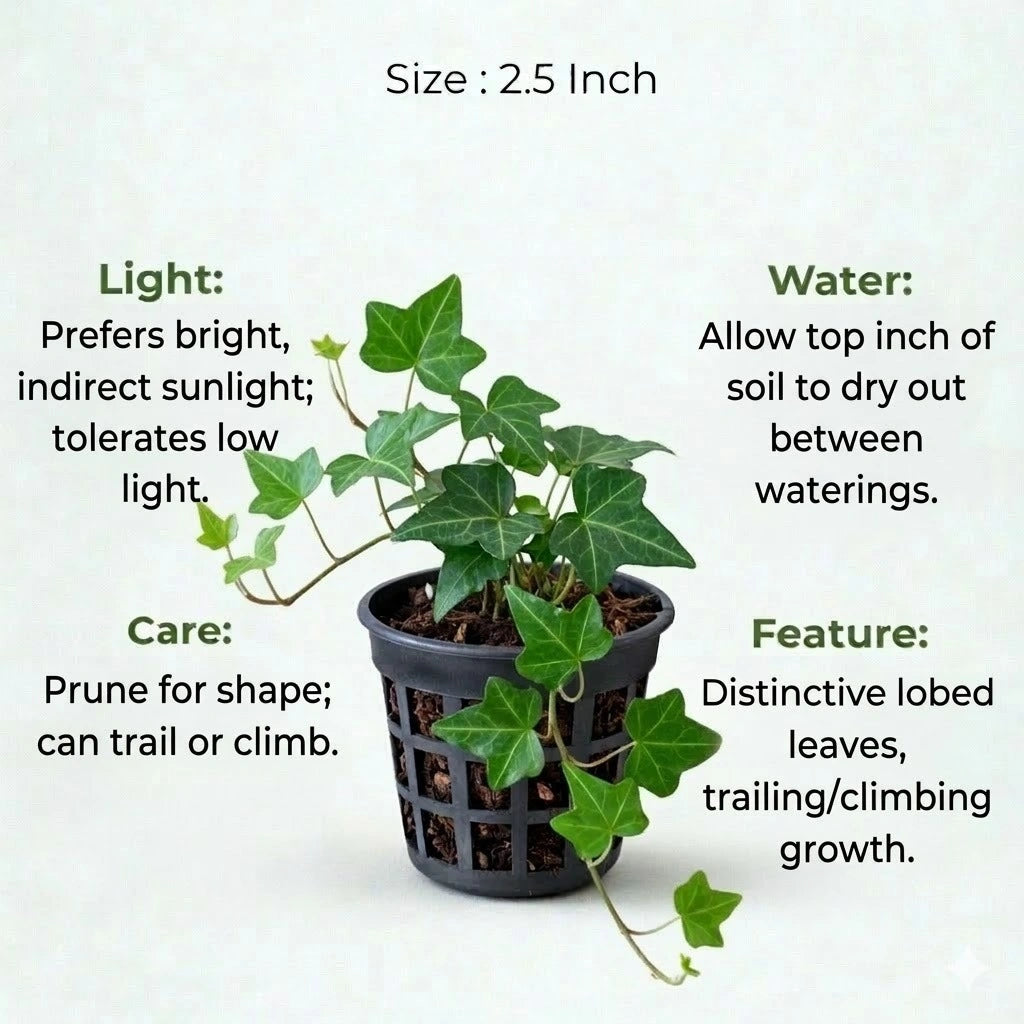 English Ivy Plant Sapling (1pc)