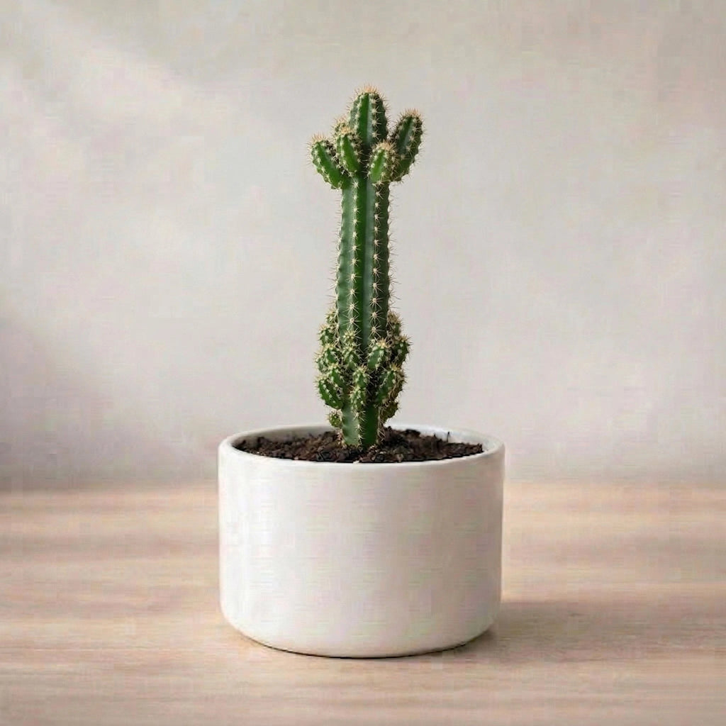 Fairytale Cactus Elongated Sapling (1pc)