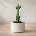 Fairytale Cactus Elongated Sapling (1pc)