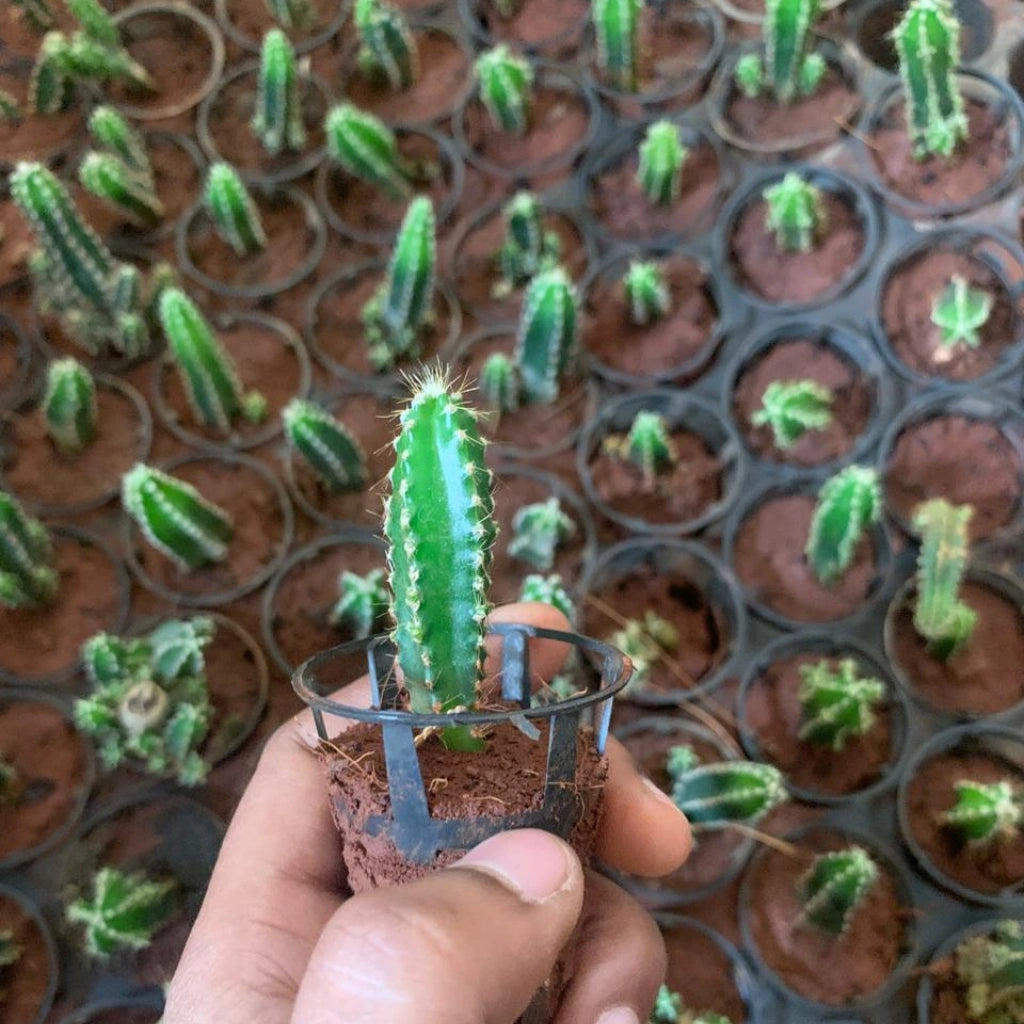 Fairytale Cactus Elongated Sapling (1pc)