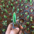 Fairytale Cactus Elongated Sapling (1pc)
