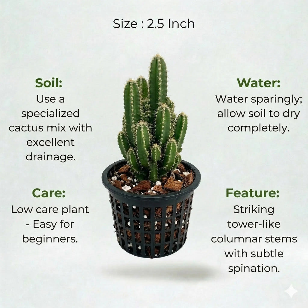 Fairytale Cactus Elongated Sapling (1pc)