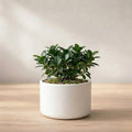 Ficus Microcarpa Bonsai Plant Sapling (1pc)
