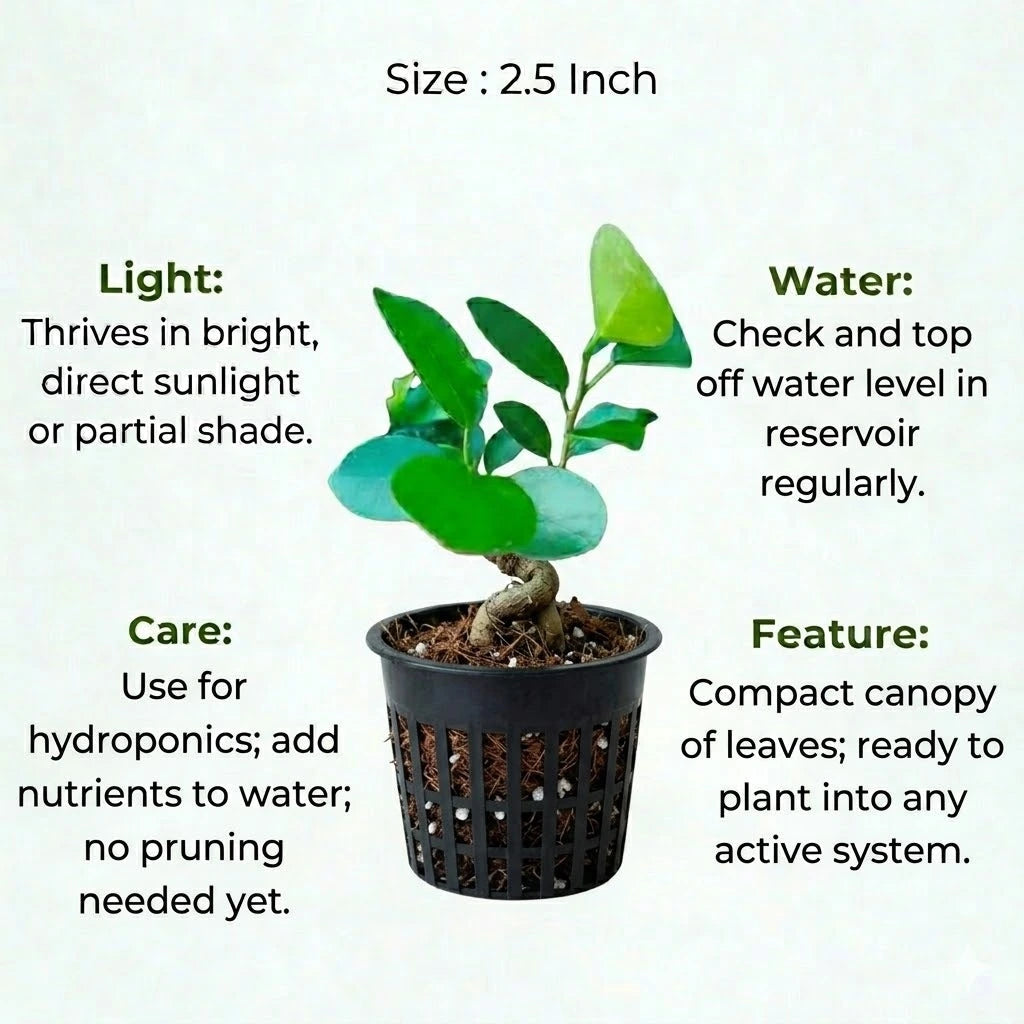 Ficus Microcarpa Bonsai Plant Sapling (1pc)