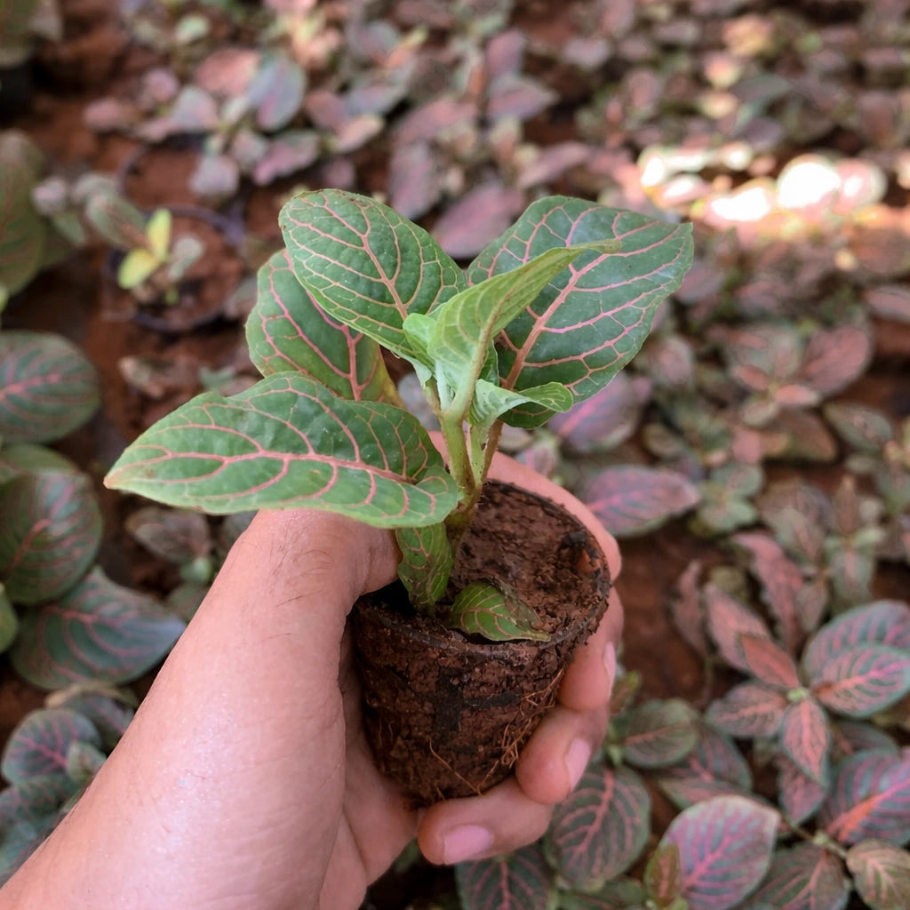 Fittonia Red Sapling (1pc)