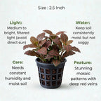 Fittonia Red Sapling (1pc)