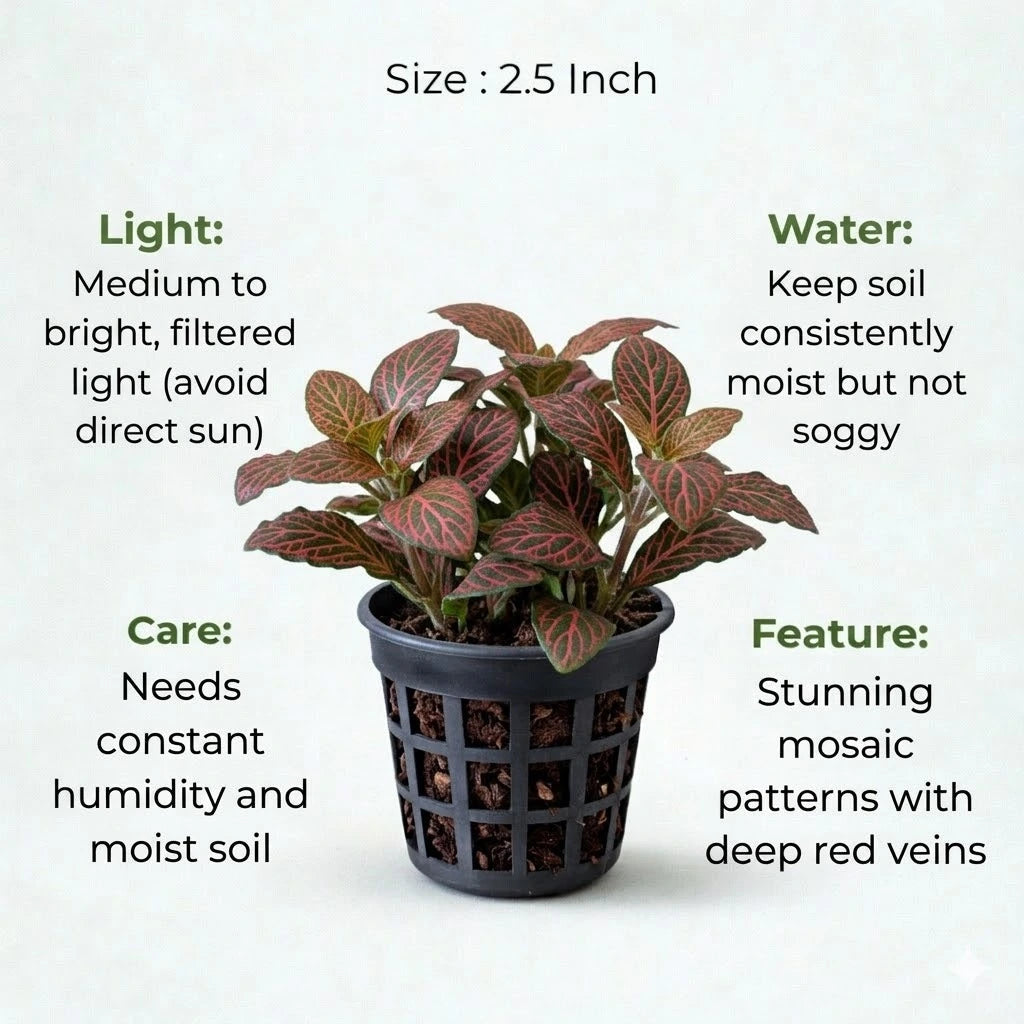 Fittonia Red Sapling (1pc)