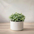 Fittonia White Sapling (1pc)