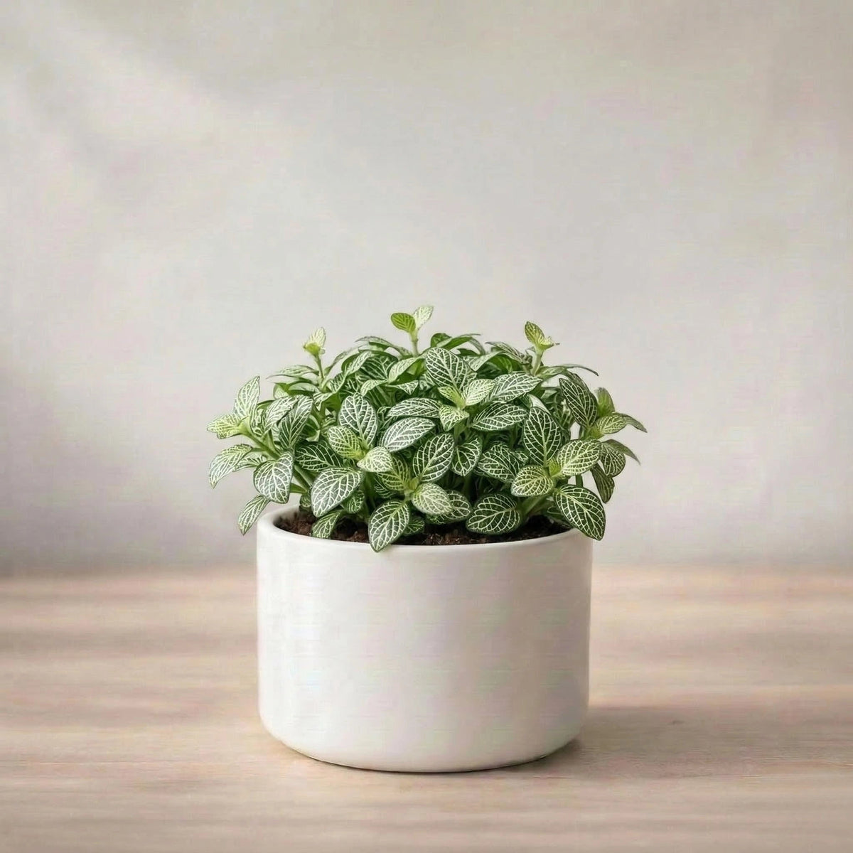 Fittonia White Sapling (1pc)