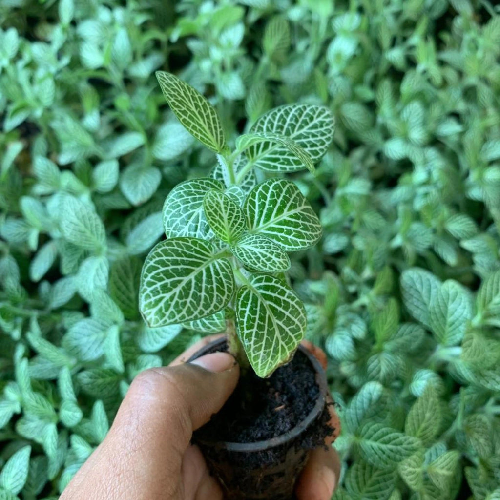 Fittonia White Sapling (1pc)