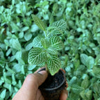Fittonia White Sapling (1pc)