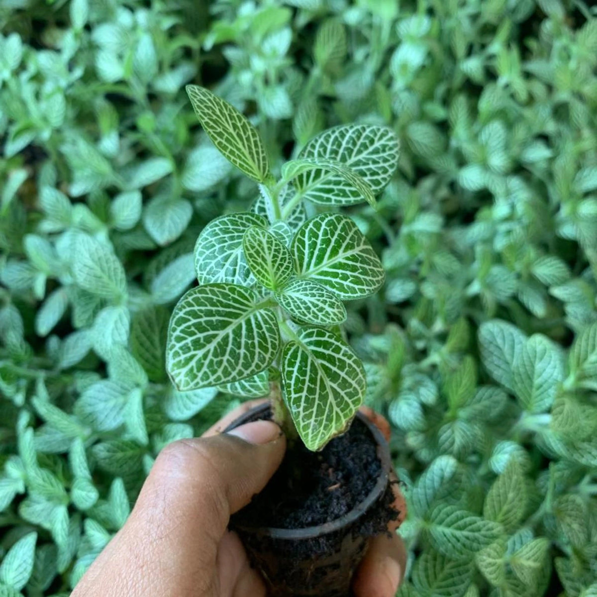 Fittonia White Sapling (1pc)