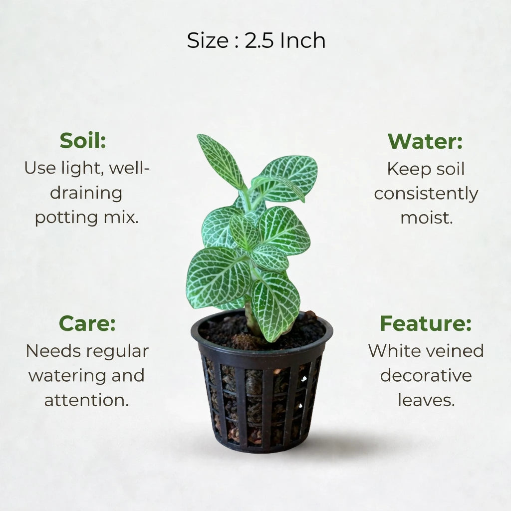 Fittonia White Sapling (1pc)