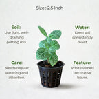 Fittonia White Sapling (1pc)
