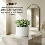 Fittonia White Sapling (1pc)