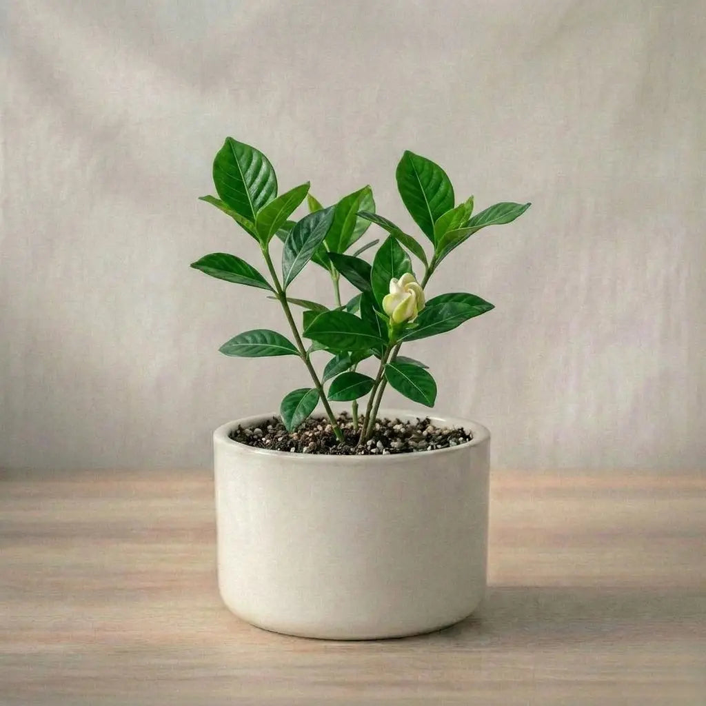 Gardenia Ananta Plant Sapling (1pc)