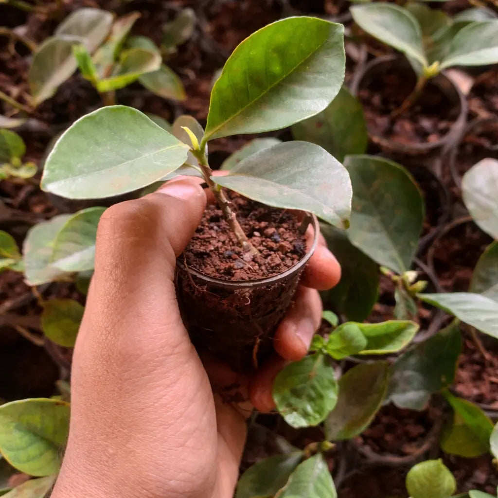 Gardenia Ananta Plant Sapling (1pc)