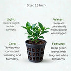 Gardenia Ananta Plant Sapling (1pc)
