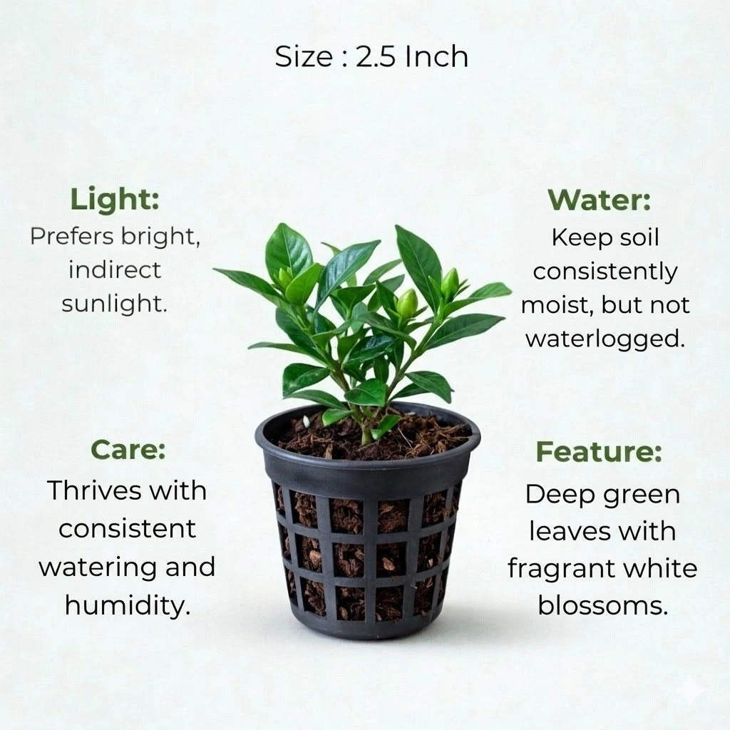 Gardenia Ananta Plant Sapling (1pc)