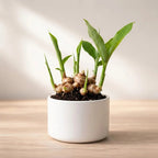 Ginger Lily Bulb (1pc)