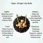 Ginger Lily Bulb (1pc)