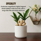 Ginger Lily Bulb (1pc)
