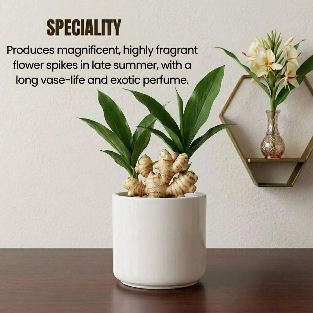 Ginger Lily Bulb (1pc)