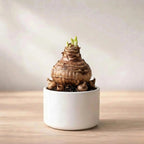 Gladiolus Bulbs (1pc)