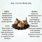 Gladiolus Bulbs (1pc)
