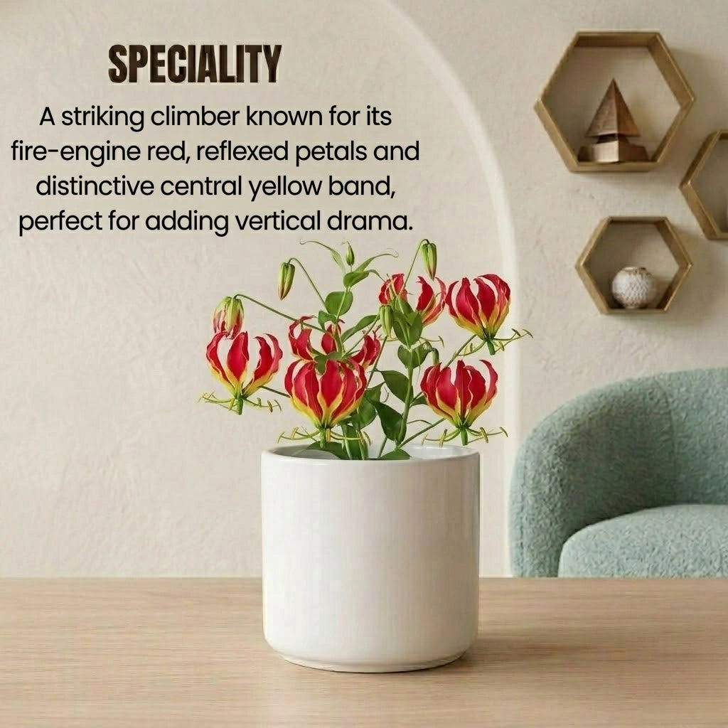 Gloriosa Lily Bulb(1Pc)