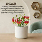 Gloriosa Lily Bulb(1Pc)