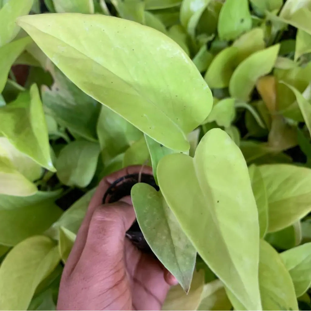 Golden Money Plant Sapling (1pc)