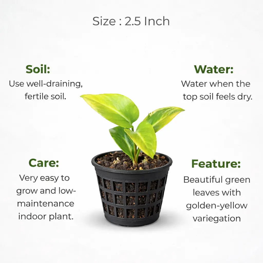 Golden Money Plant Sapling (1pc)