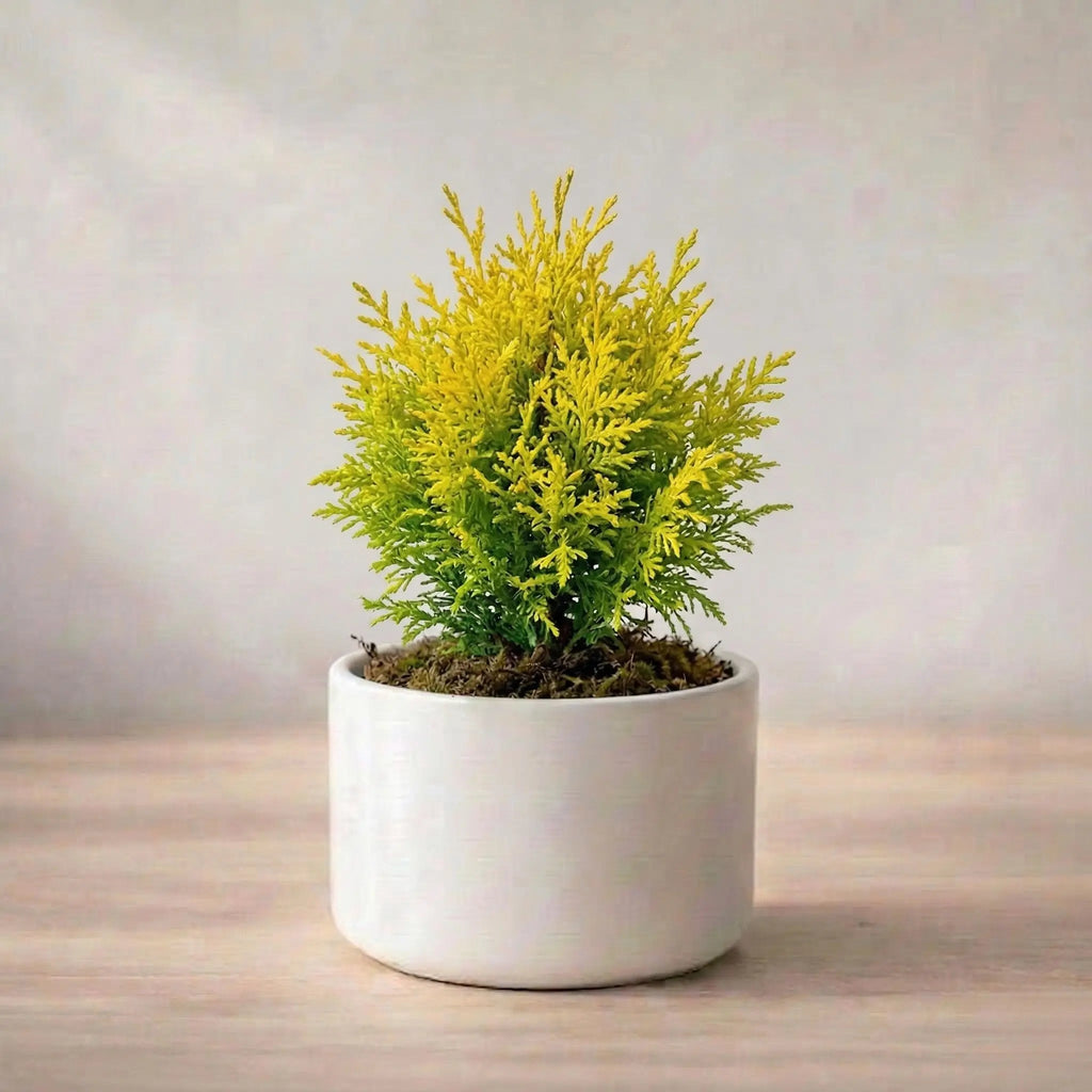 Golden Thuja Plant Sapling (1pc)