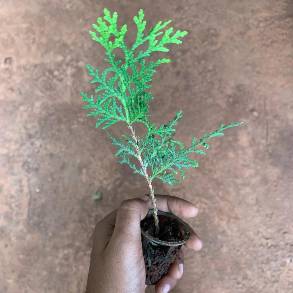 Golden Thuja Plant Sapling (1pc)