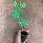 Golden Thuja Plant Sapling (1pc)