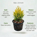 Golden Thuja Plant Sapling (1pc)