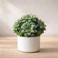 Haworthia Retusa Star Cactus(1Pc)