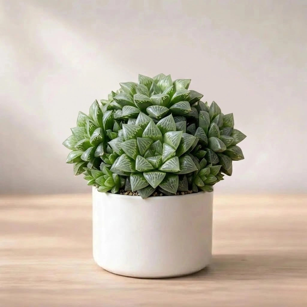 Haworthia Retusa Star Cactus(1Pc)