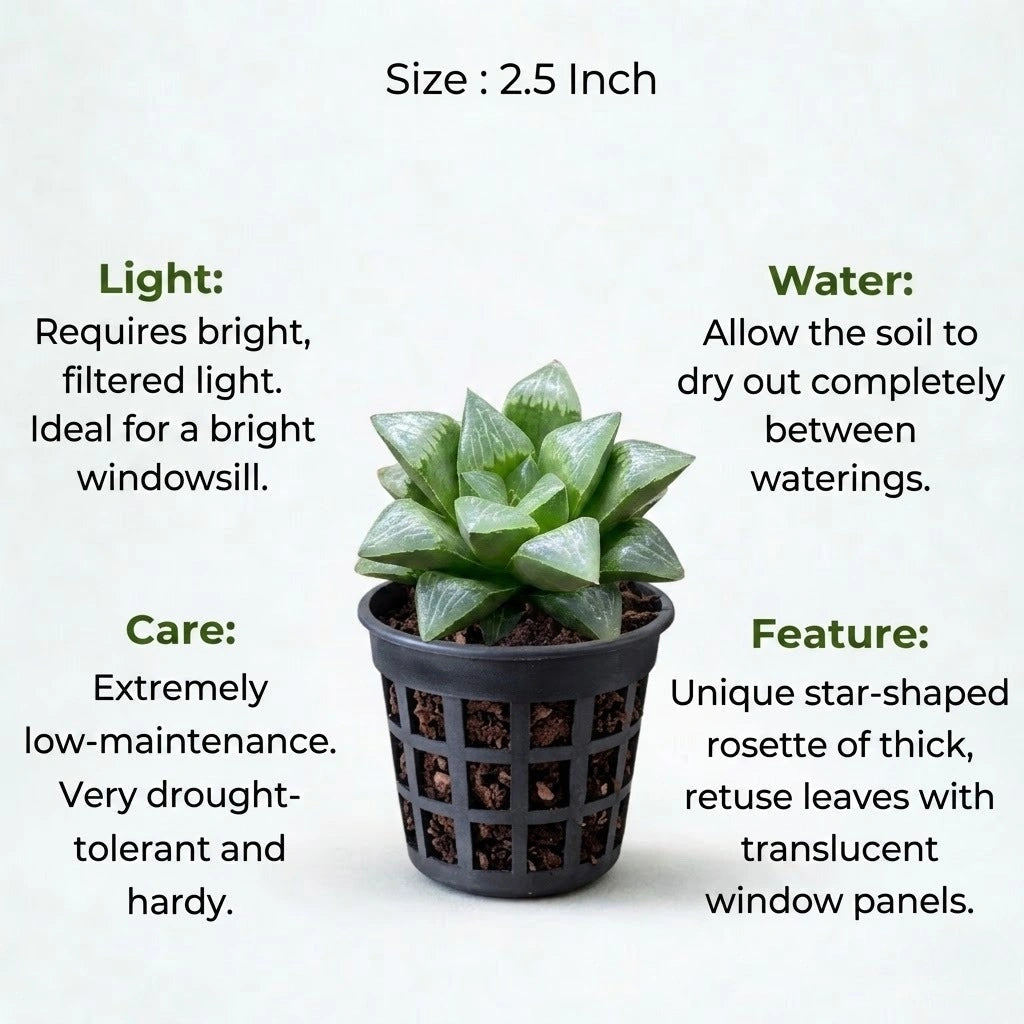 Haworthia Retusa Star Cactus(1Pc)