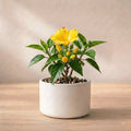 Hibiscus Plant Sapling (1pc)