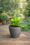 Hydrangea Plant Sapling (1Pc)
