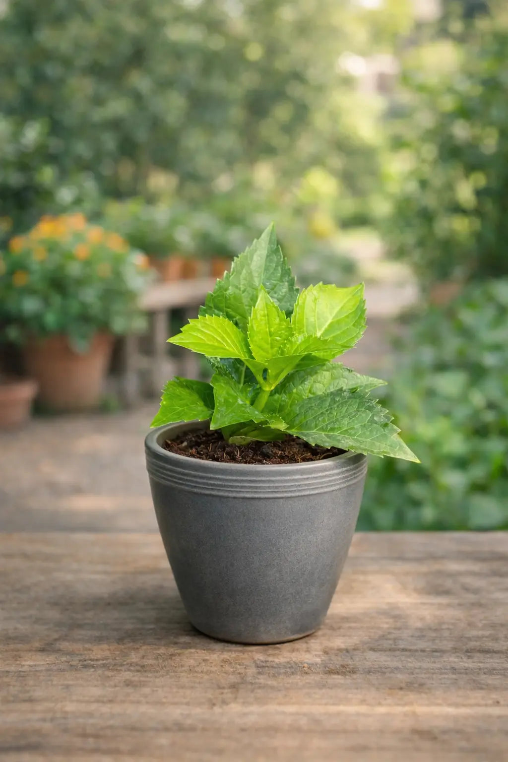 Hydrangea Plant Sapling (1Pc)