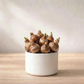 Imported Mixed Freesia Bulb (1pc)