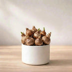 Imported Mixed Freesia Bulb (1pc)