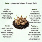 Imported Mixed Freesia Bulb (1pc)