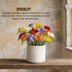 Imported Mixed Freesia Bulb (1pc)