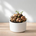 Imported Mixed Ranunculus Bulb (1pc)