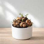 Imported Mixed Ranunculus Bulb (1pc)