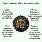 Imported Mixed Ranunculus Bulb (1pc)